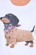 Dachshund Short Sleeve Graphic Tee